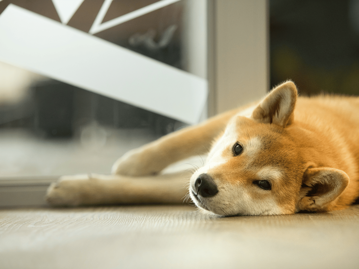 Shiba Inu [SHIB] Investors Should Consider These Levels Before Making A ...