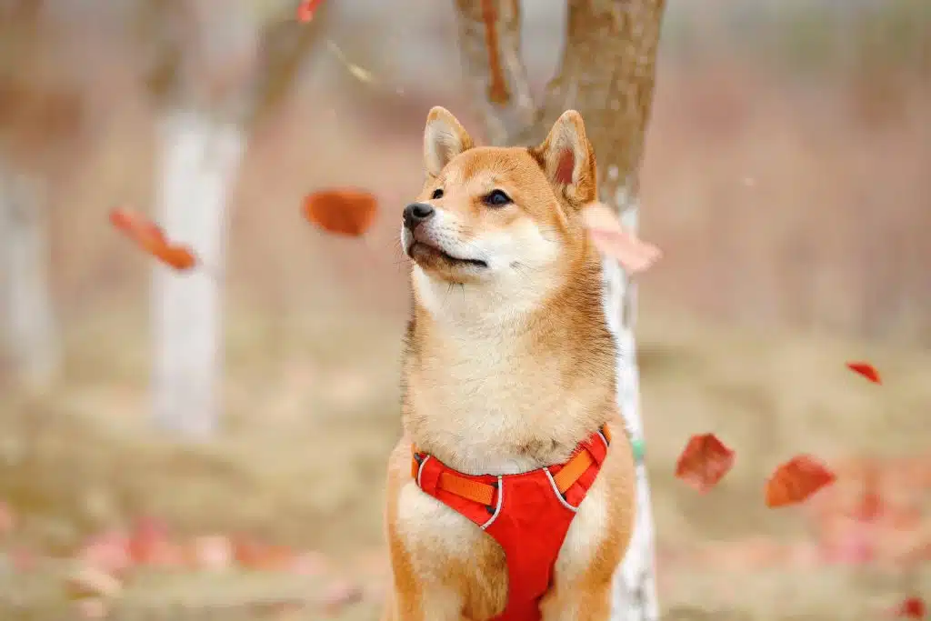 Shiba Inu defended key support- Are shorting gains limited?