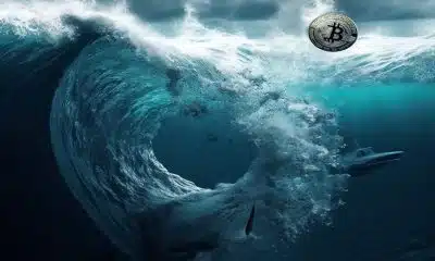Bitcoin: Sharks show appetite while whales remain cautious as...
